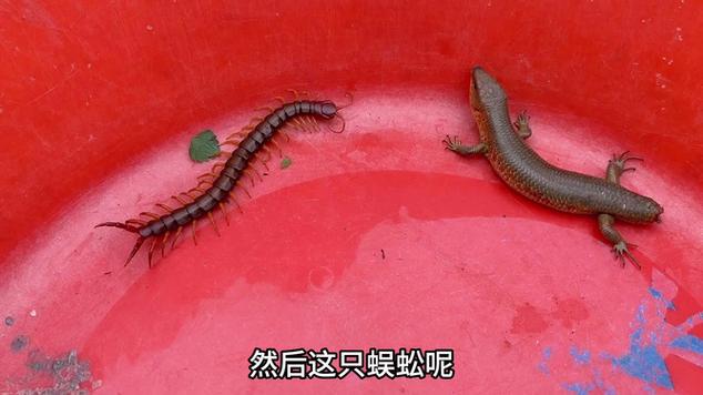 小蛇斗蜈蚣五倍成长