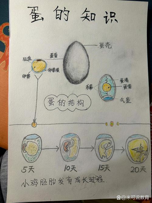 迷你世界鸡蛋怎么孵化
