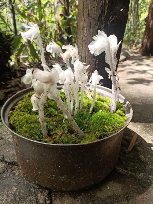 水晶兰是一种什么植物,价值多少?