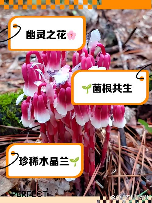 我国前十珍稀植物