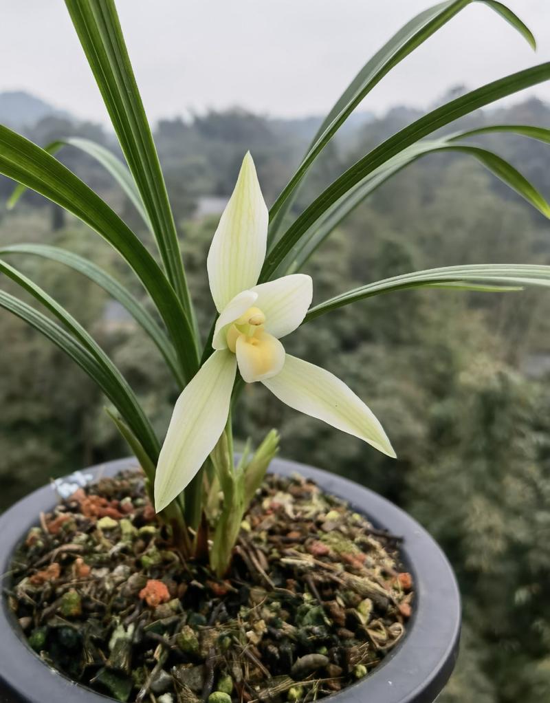 全是白色叶片的是什么兰花?还有它的价值?
