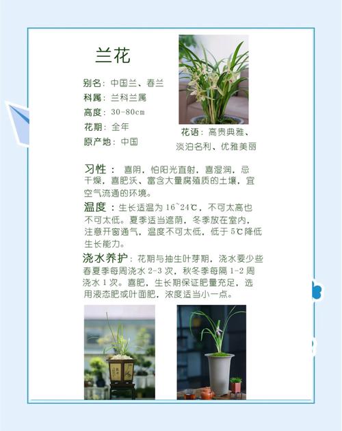 猎奇神奇的植物水晶兰